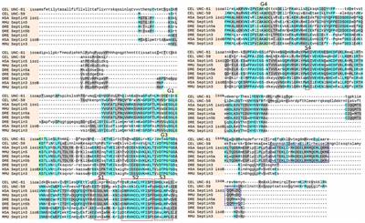 Expression of sept3, sept5a and sept5b in the Developing and Adult Nervous System of the Zebrafish (Danio rerio)